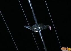 Suposto espírito da galinha “Rafinha” aparece em fio de alta tensão em Sousa