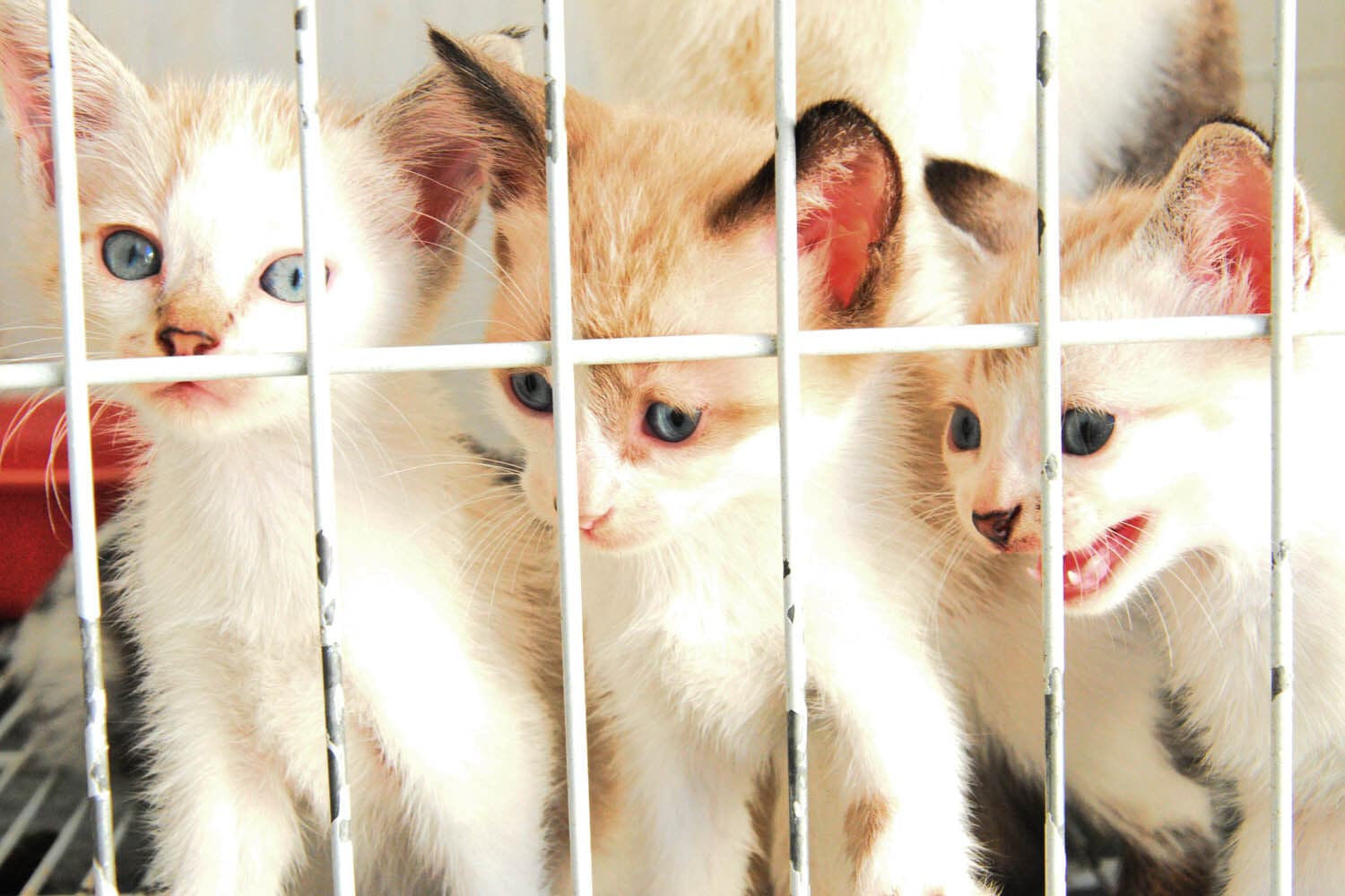 Cabedelo realiza castração e evento de adoção de animais nos dias 24 e 26 de janeiro