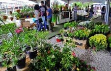 Feira de Flores com preços populares movimenta Empasa na Capital