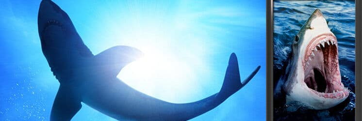 Especialista revela ocorrência de Tubarões nas praias paraibanas e alerta banhistas sobre cuidados