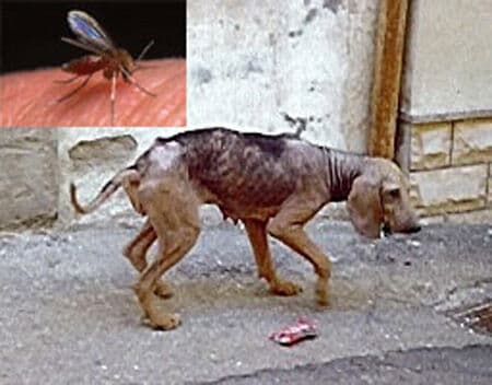 SMS participa de pesquisa para identificar leishmaniose assintomática