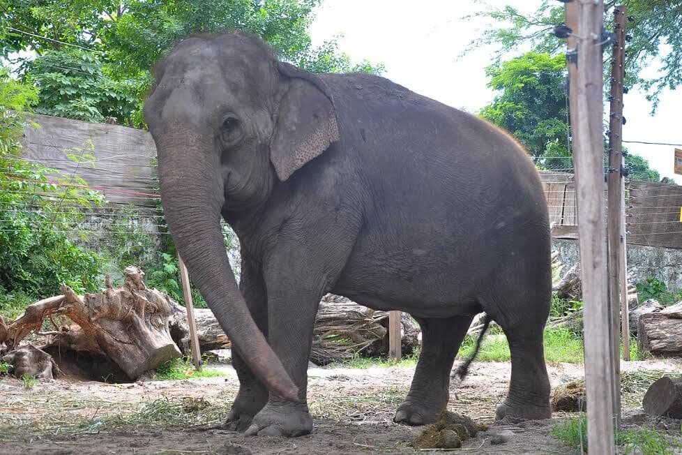 Morre Lady, elefanta que morou na Bica, em João Pessoa