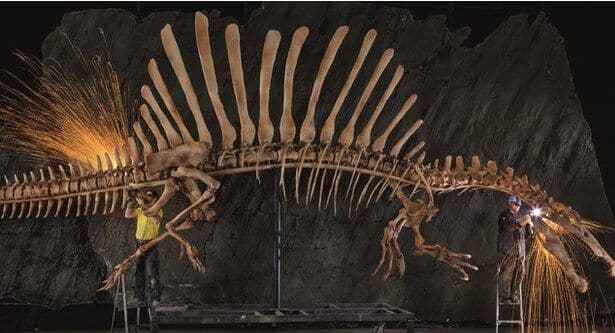 Maior dinossauro carnívoro conhecido pelo homem sabia nadar