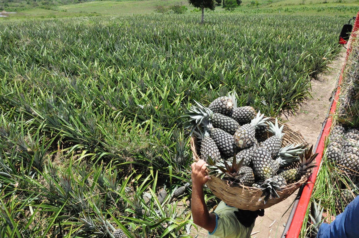 Governo incentiva cultivo da cultura de abacaxi na Paraíba