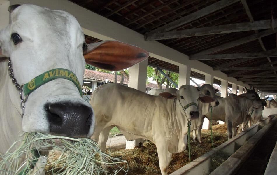 Paraíba terá 32 feiras agropecuárias com eventos que se estendem até dezembro; veja calendário