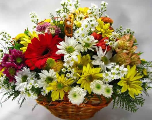 Pesquisa aponta variação de até 200% no preço de flores em João Pessoa