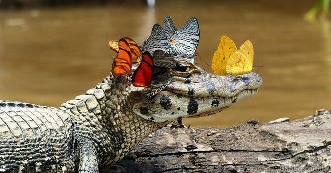 Jacaré peruano arrasa com "coroa" de borboletas na cabeça