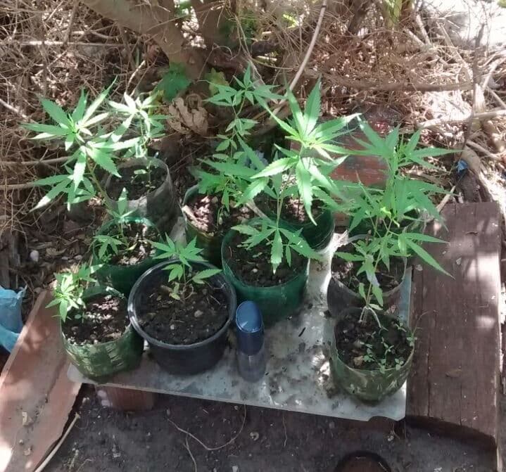Polícia apreende dez mudas de maconha no Bairro das Indústrias
