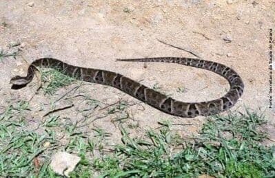 Cobras atacam três pessoas em menos de 24h no Sertão