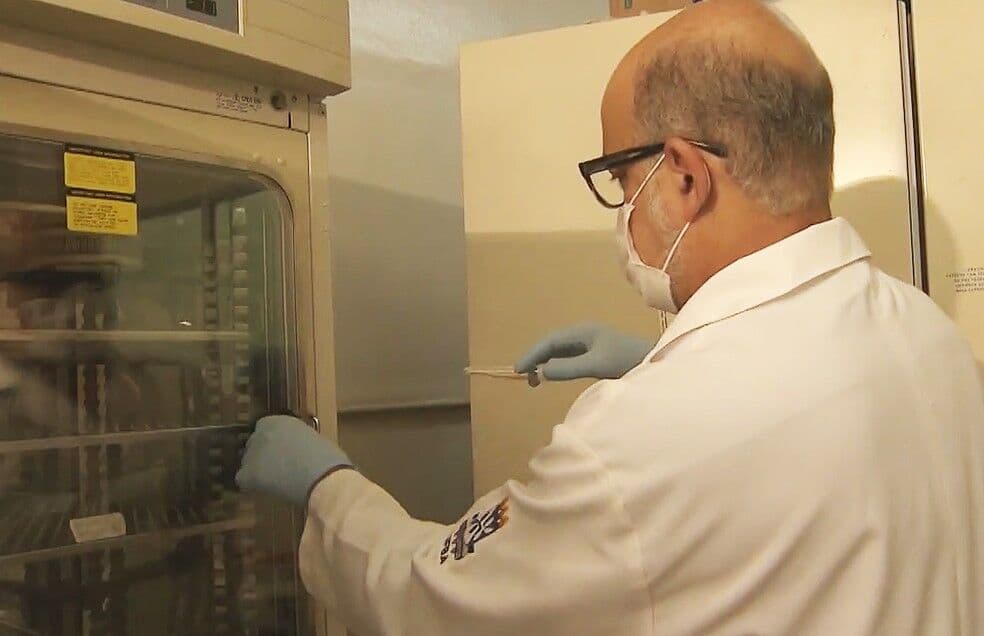 'Doença da urina preta' foi causada por intoxicação após ingestão de peixe, diz estudo