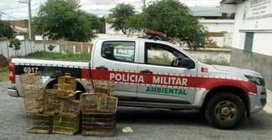 117 aves silvestres são resgatadas pela Polícia Ambiental; 12 pessoas presas