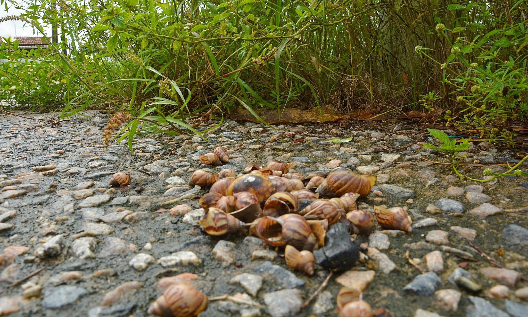 Infestação de caramujos preocupa moradores de João Pessoa