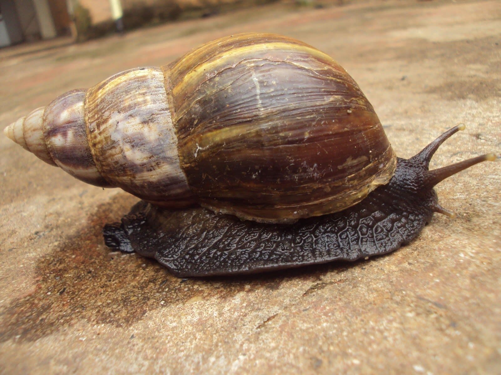 Vigilância Ambiental lança alerta sobre perigos do caramujo africano