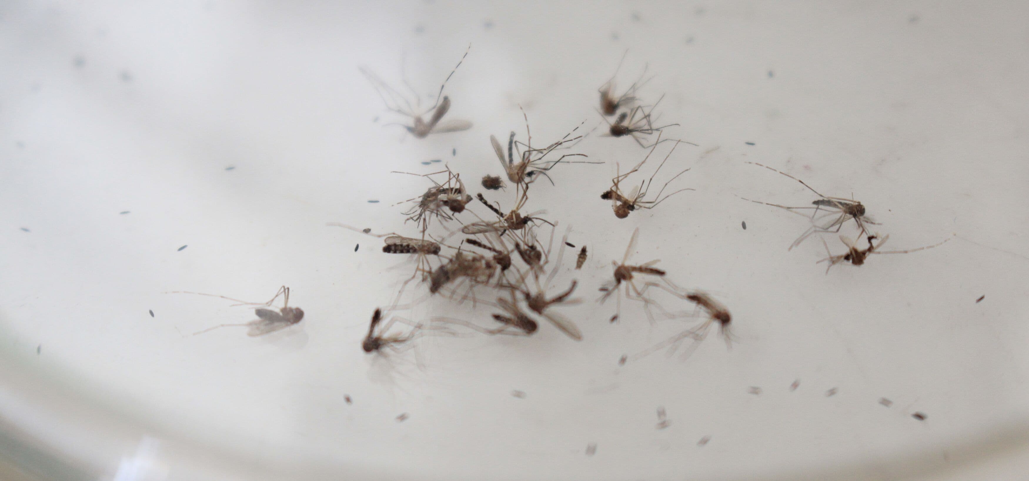 Apesar de cinco casos investigados por febre amarela, não há circulação viral na Paraíba, diz Saúde