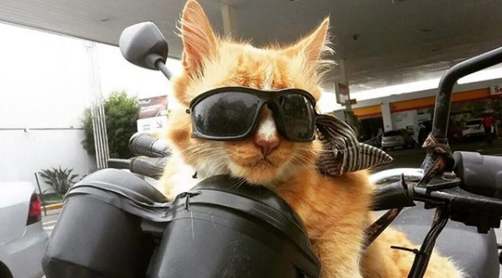 Gato de óculos escuros em moto rouba atenção durante reportagem e vira meme