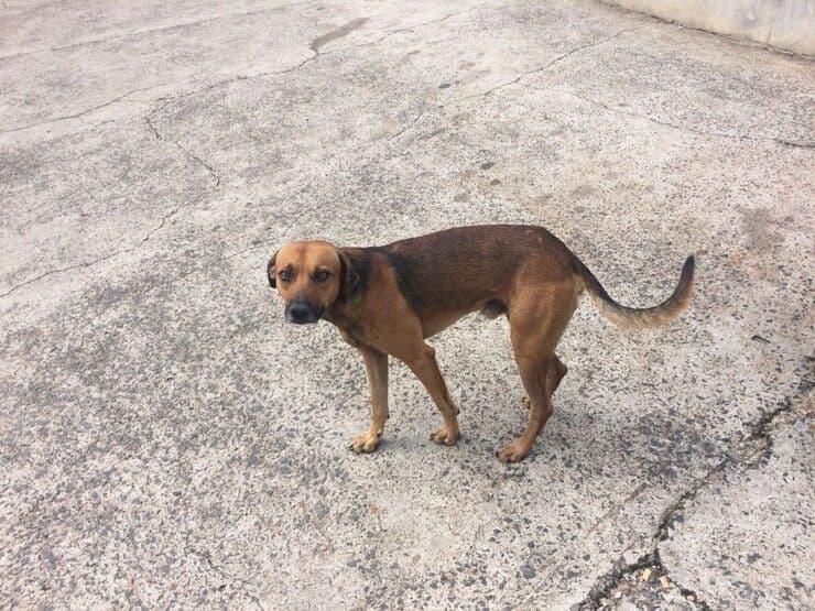 Cão espera por seu dono em porta de hospital há quatro meses