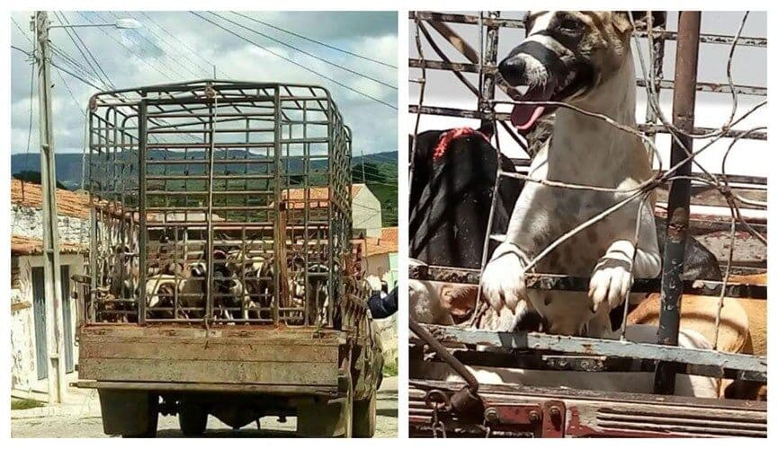 População denuncia matança de animais de rua e domésticos promovida por prefeitura