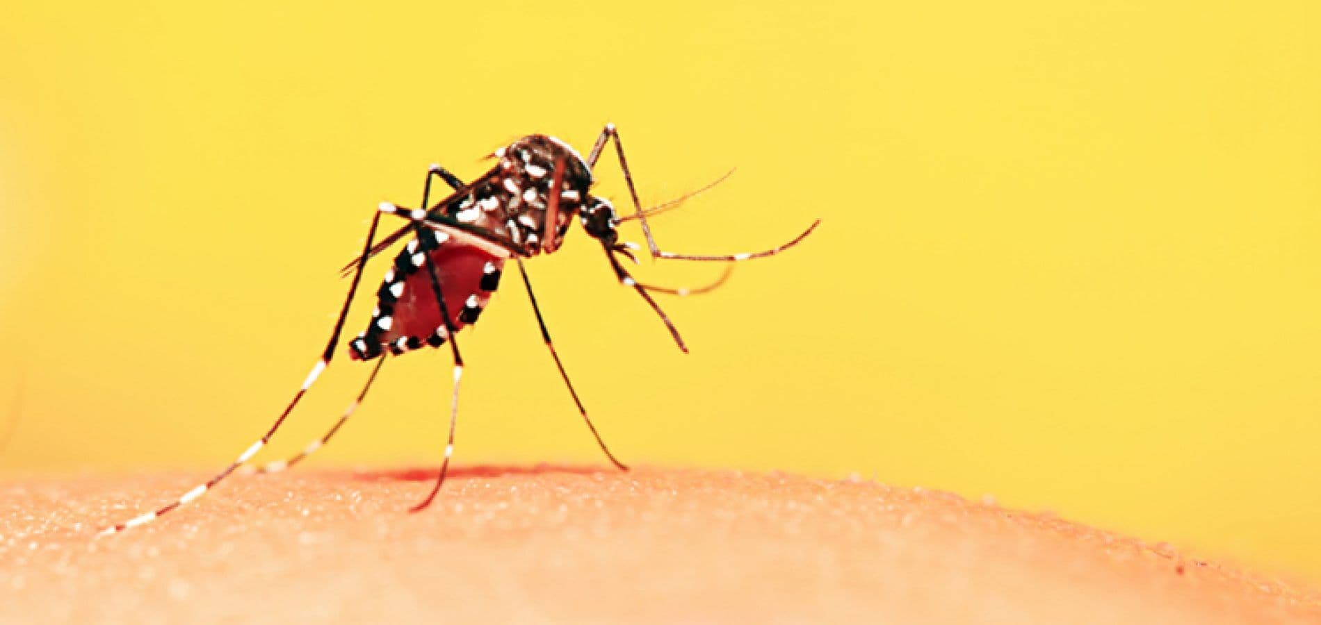 Governo do Estado divulga Boletim Informativo sobre Febre Amarela