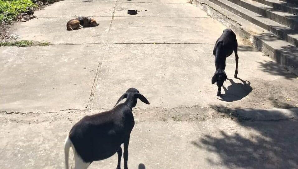 CAIC Mangabeira serve hoje para criar bode