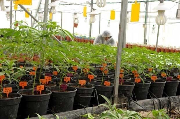 Cultivo da maconha para fins medicinais será tema de discussão durante evento em João Pessoa