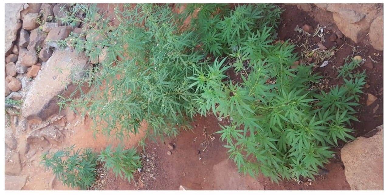 Plantação de maconha é encontrada em quintal de casa no Sertão do estado