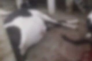 Abatedouro da Prefeitura de Pombal pode ser interditado pelo MPPB