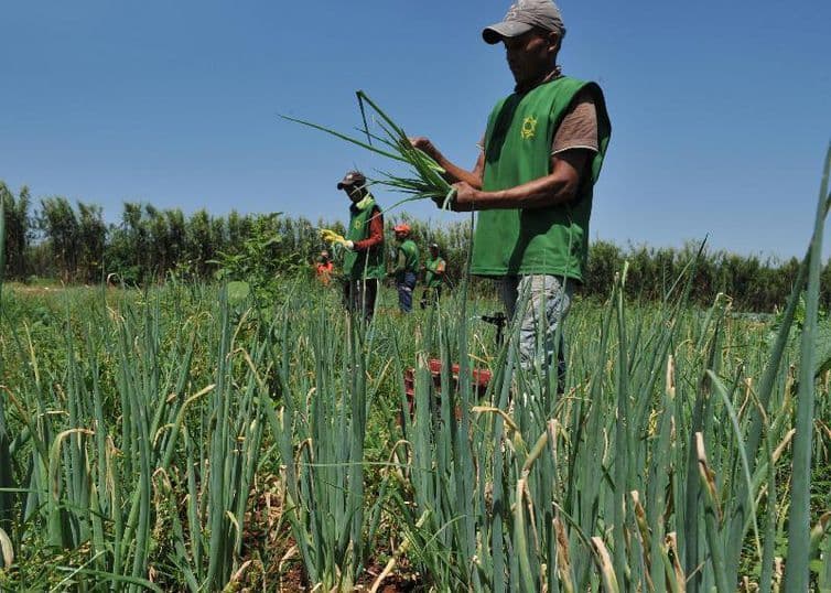Agricultura da Paraíba cresce pelo 6º ano consecutivo e alcança R$ 3,6 bilhões em 2025