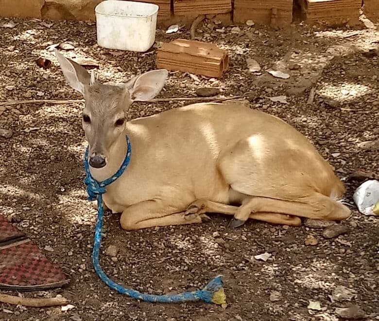 Polícia apreende veados campeiros, canários e mais de 500 arribaçãs abatidas no Sertão