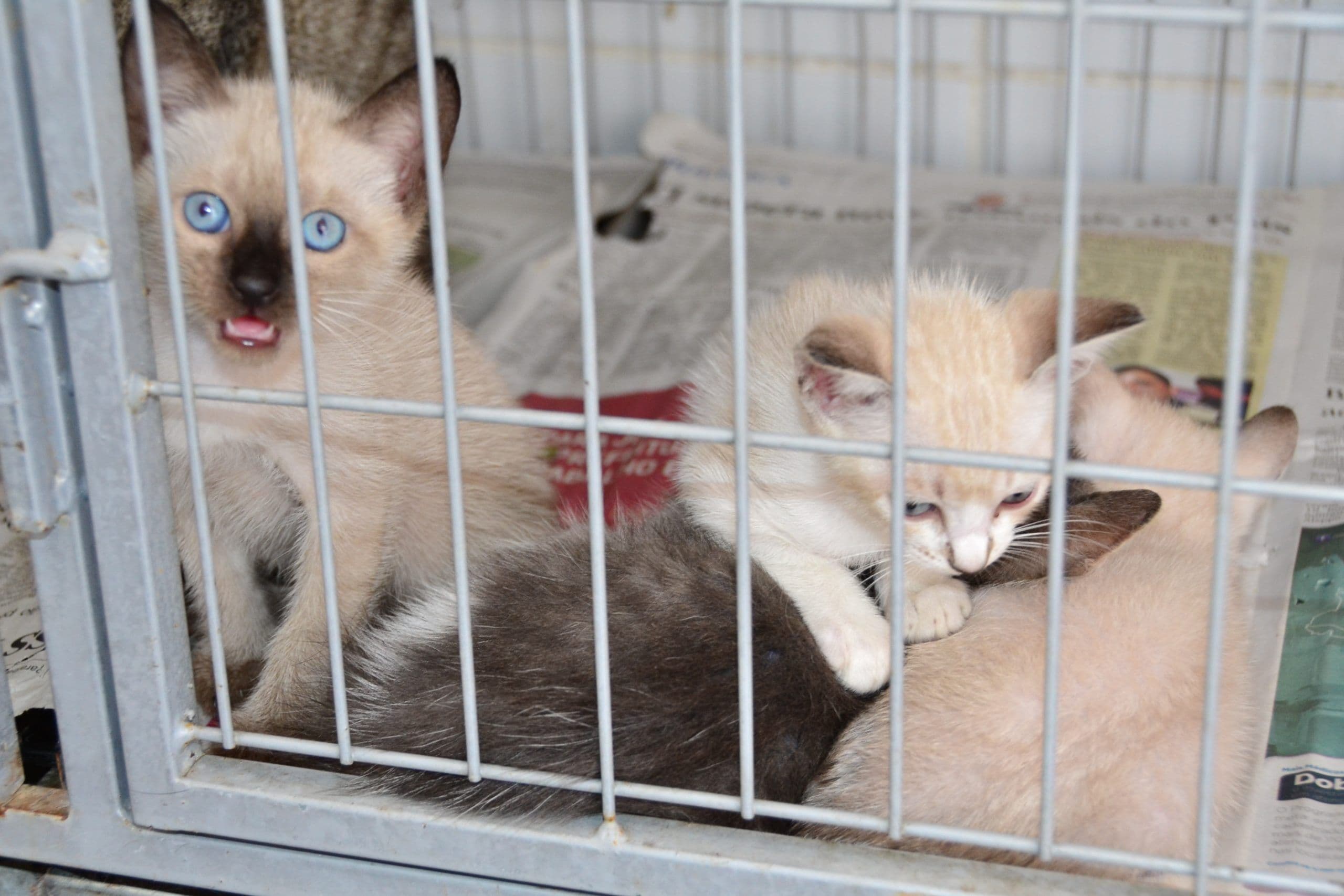 CCZ realiza semana especial de adoção para cães e gatos resgatados em Campina Grande