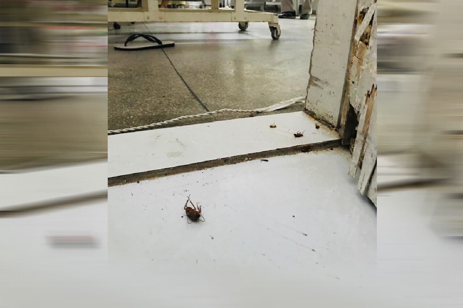 CRM constata superlotação, infraestrutura precária e infestação de baratas no Trauminha de JP