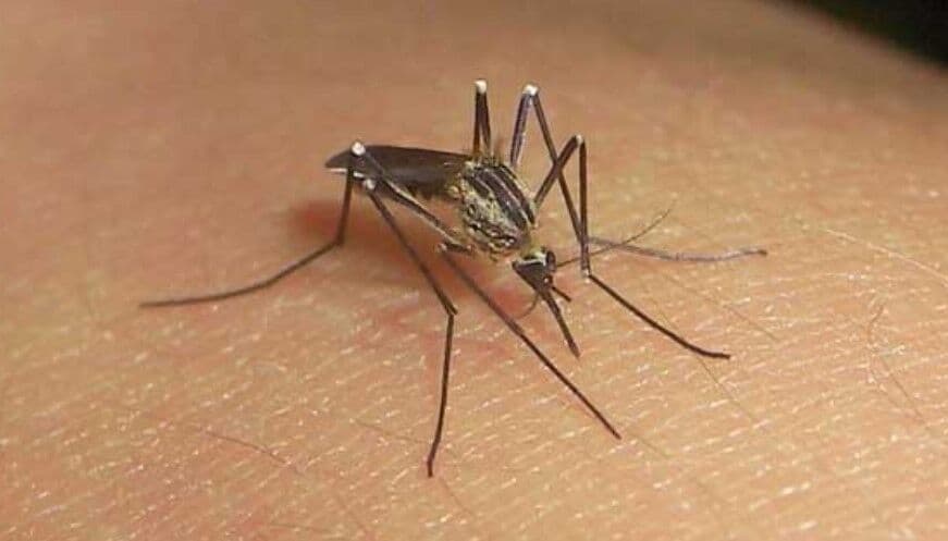 Secretarias investigam possíveis novos casos de malária no Conde