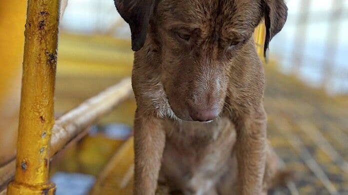 Cão é resgatado nadando no mar a 220 km da costa da Tailândia