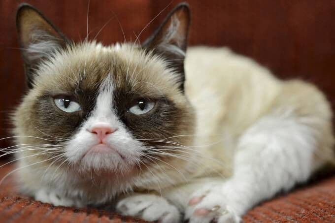 Morre Grumpy Cat, gata ‘mal-humorada’ que virou celebridade na internet