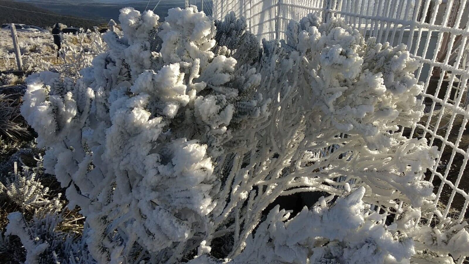 Frente fria faz temperatura despencar no sul e no sudeste do País; árvores congelam em SC