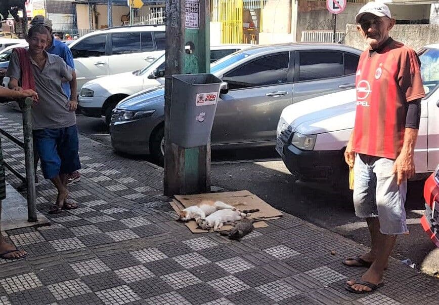 Feirantes denunciam matança de gatos e cachorros em Mercado da Torre