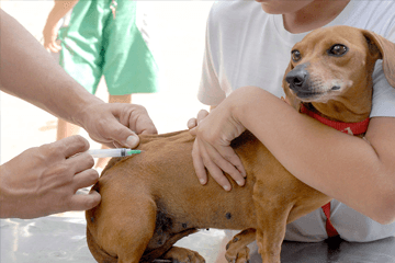 Campanha de Vacinação antirrábica para cães e gatos acontece neste sábado em João Pessoa