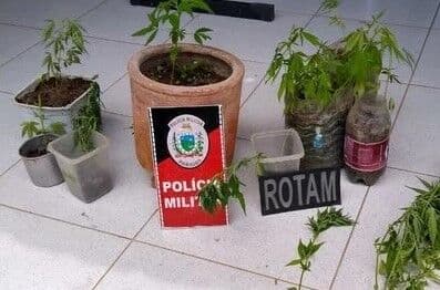 Jovem é preso ao ser flagrado com mudas e sementes de maconha, em casa