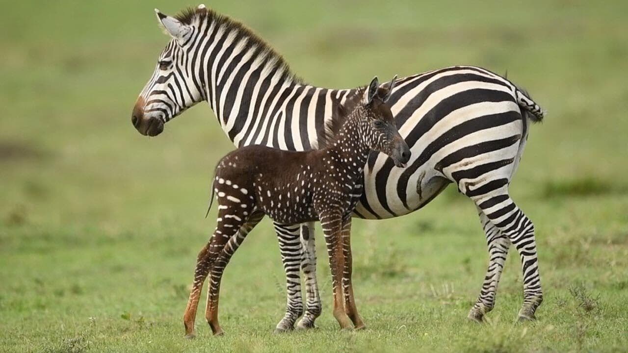 Zebra rara com bolinhas no lugar de listras é fotografada no Quênia e faz sucesso na internet