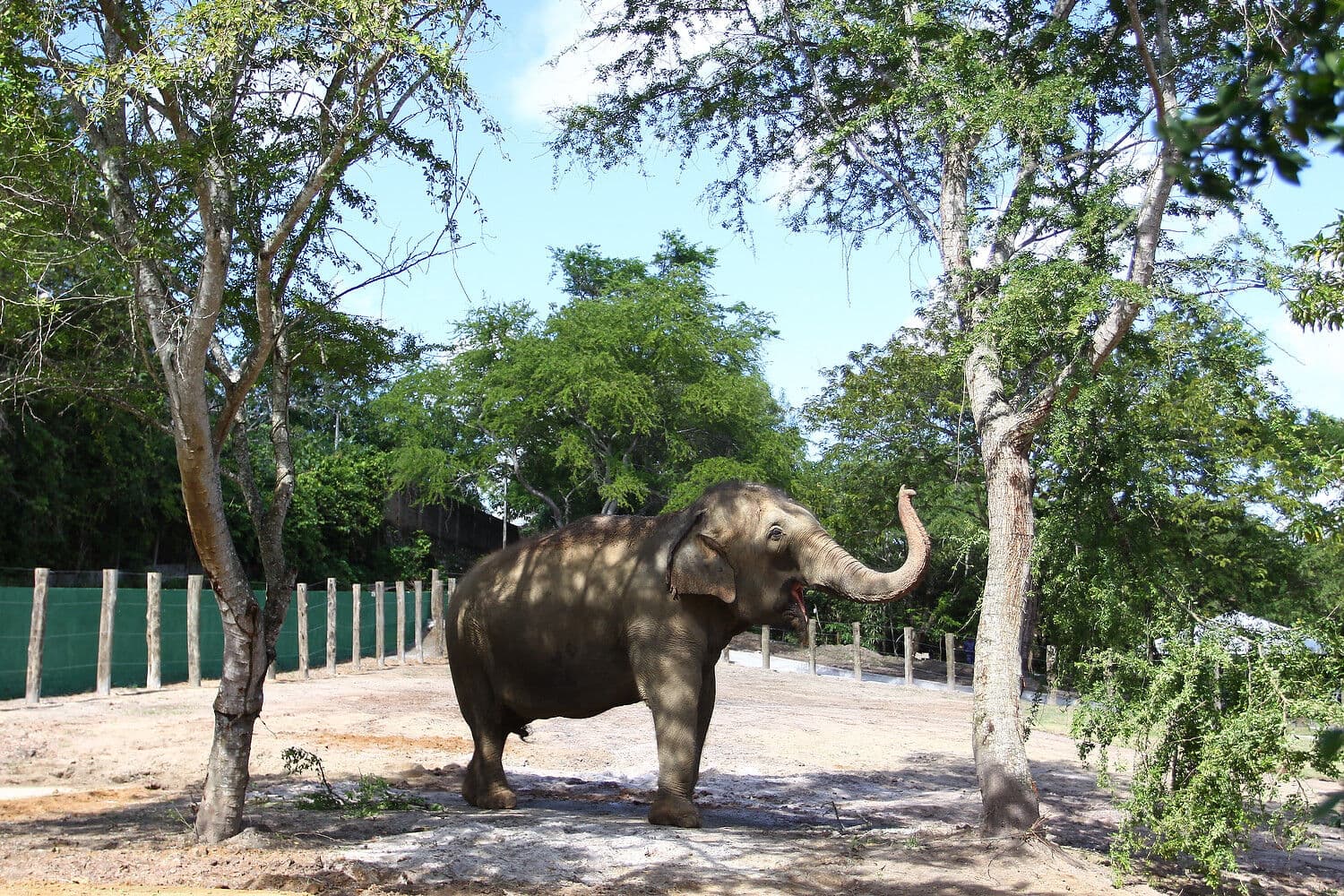 Prefeitura aceitará transferir Lady para Mato Grosso após inspeção de Santuário