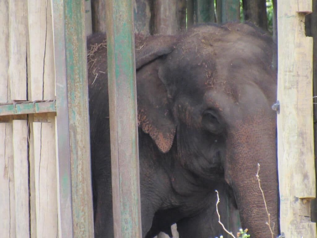 Entidade protetora dos animais colhe assinaturas em petição pedindo liberdade da elefanta Lady