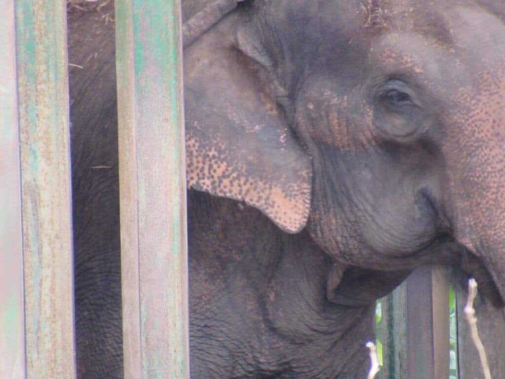 Santuário emite nota de alerta para estado de saúde da elefanta Lady na Bica de JP