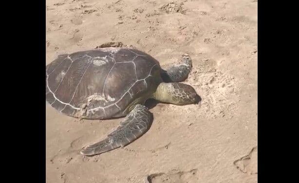 Tartaruga marinha é encontrada morta na praia de Camboinha