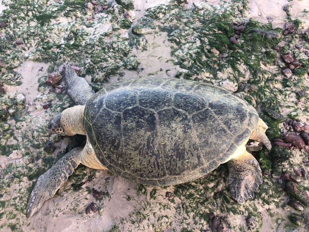 Mais de 180 tartarugas marinhas já foram encontradas mortas no litoral paraibano este ano