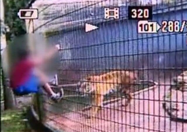 Pai de menino que teve braço amputado após ser atacado por tigre é condenado pela Justiça