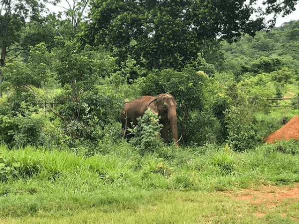 Lady aproveita primeiro fim de semana no novo lar e está se adaptando bem