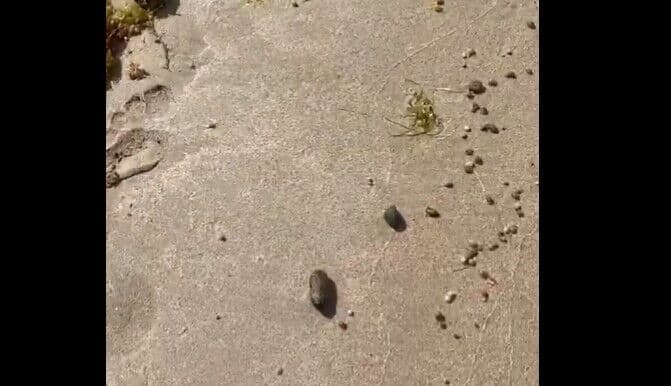 Laboratório da UFPB desmente prefeito Vitor Hugo e nega que fezes em praias de Cabedelo sejam de humanos