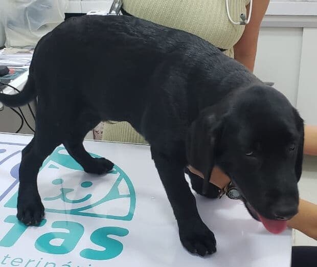 Filhote entra para grupo de salvamento do Corpo de Bombeiros