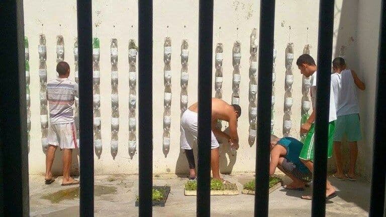 Projeto da UFPB ensina preso a produzir seu próprio alimento