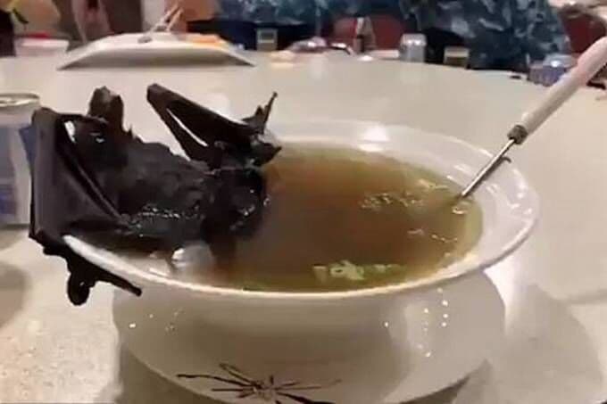 Coronavírus pode ter sido transmitido por sopa de morcego e carne de cobra