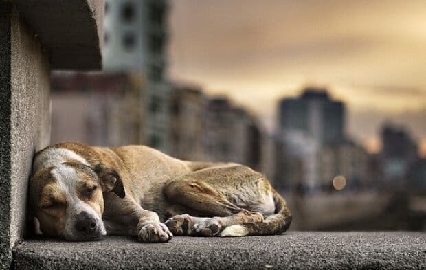 João Pessoa tem mais de 16 mil animais em situação de rua e pode ganhar Castramóvel